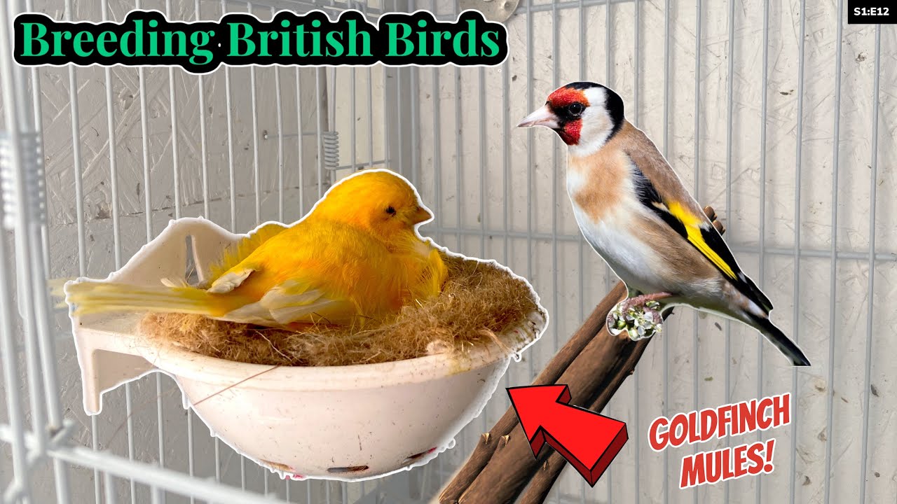 Goldfinch Mules on the way! | Breeding British Birds S1:E12