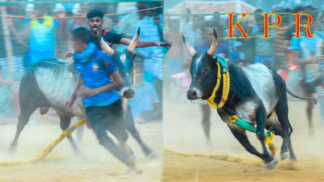 #சிவகங்கை_சீமை#வெள்ளலூர்_நாடு#காளை_K_P_R_காளையும்_கள்ளராதினிபட்டி_K_K_C🔥🔥🔥🔥