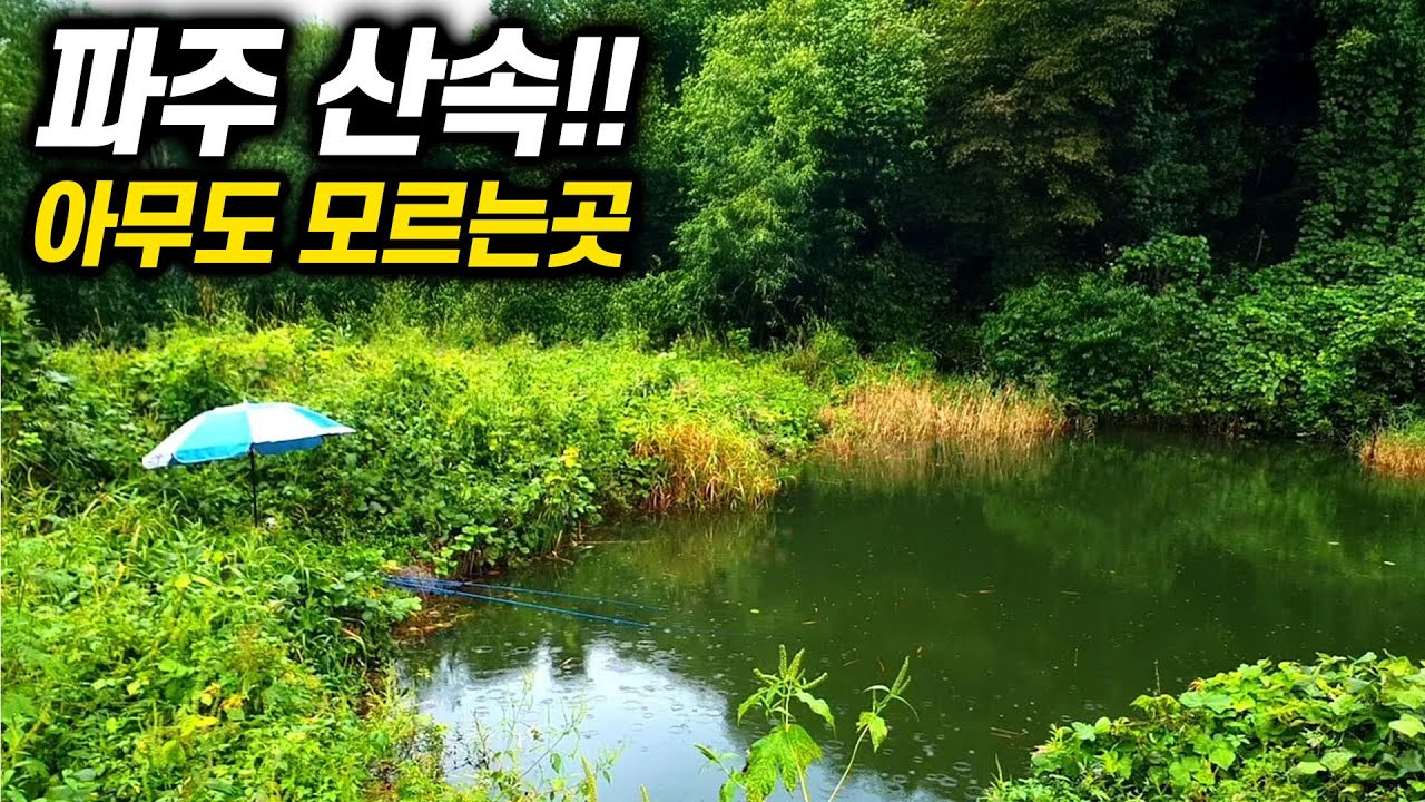 파주 산속의 숨어있던 연못에 대물이 잡혔다!
