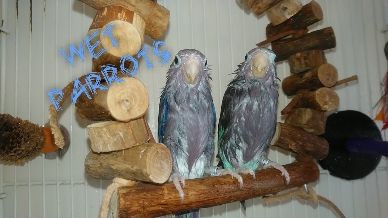 How Parrots look Wet?
