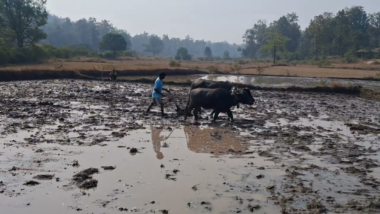 रवि फसल की तैयारी करते हुए किसान...दुर्लभ प्रकृति निहार चैनल...