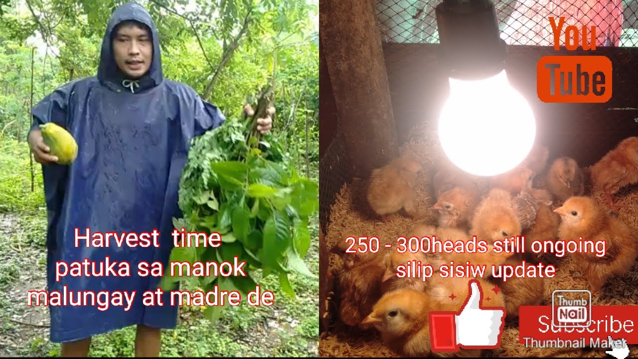 Kuha dahon ng malungay at madre de agua para sa ating mga manok.Lets go mga ka farm.