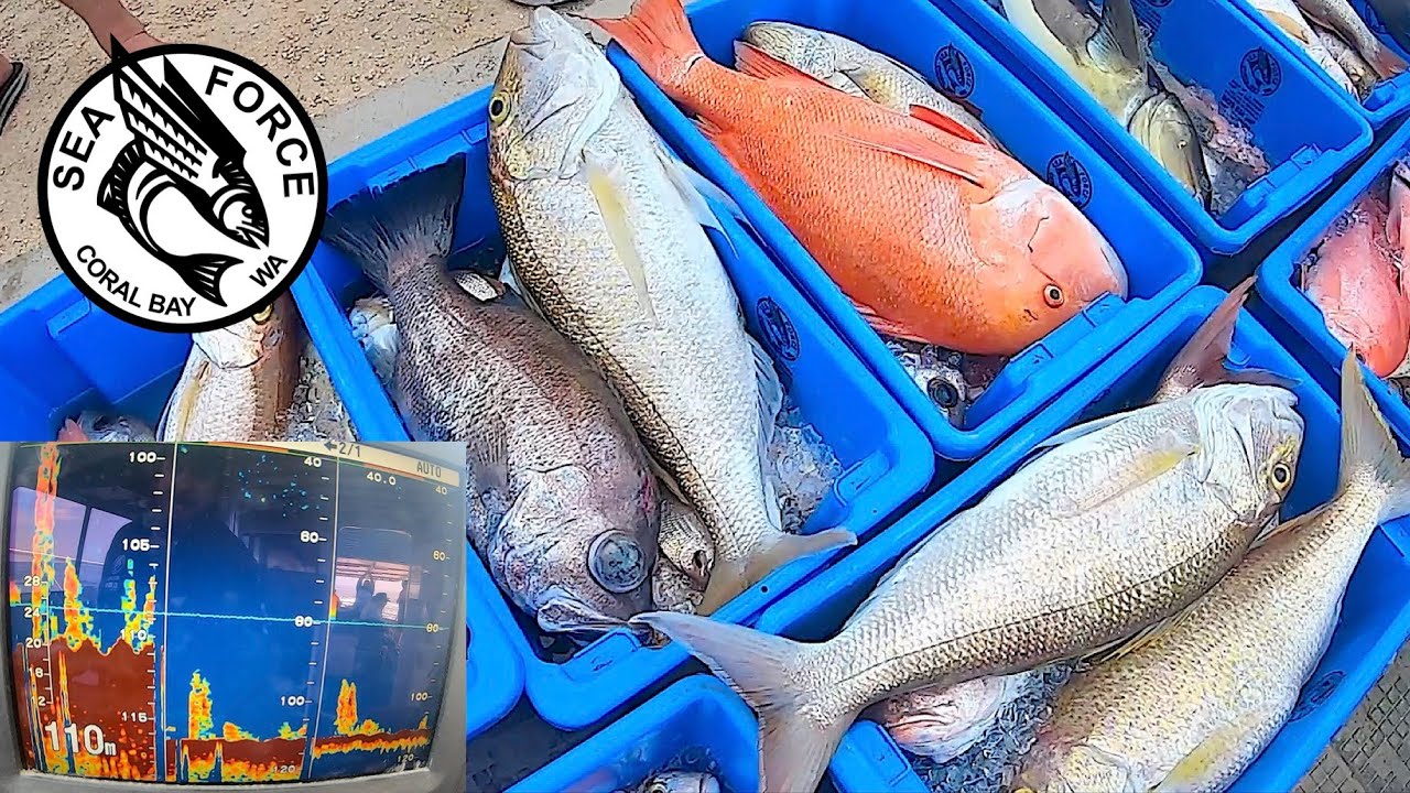 NEW GROUND - Fishing Charter, Coral Bay, Red Emperor, Goldband, Pearl Perch, Filleting.