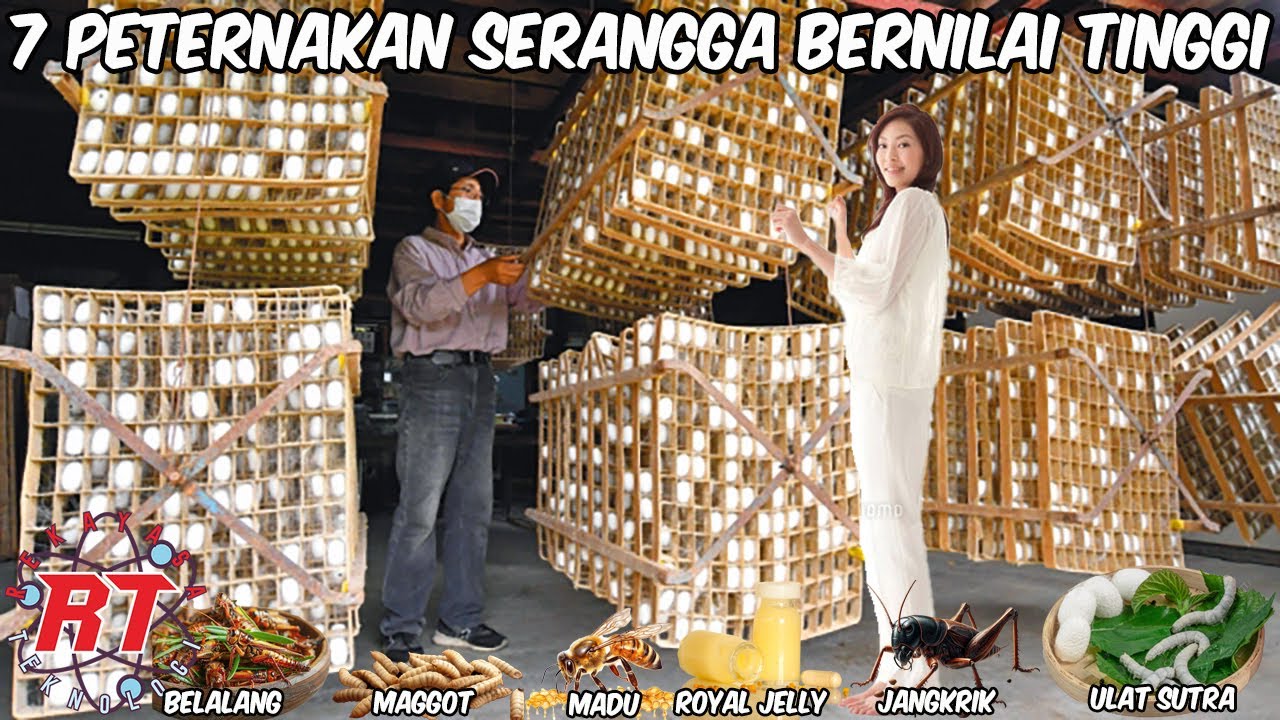 PETERNAKAN TAK LAGI SOAL SAPI DAN AYAM | TEKNOLOGI PETERNAKAN SERANGGA SKALA INDUSTRI