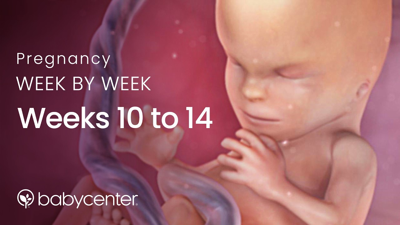 Inside Pregnancy: Weeks 10 - 14 | BabyCenter