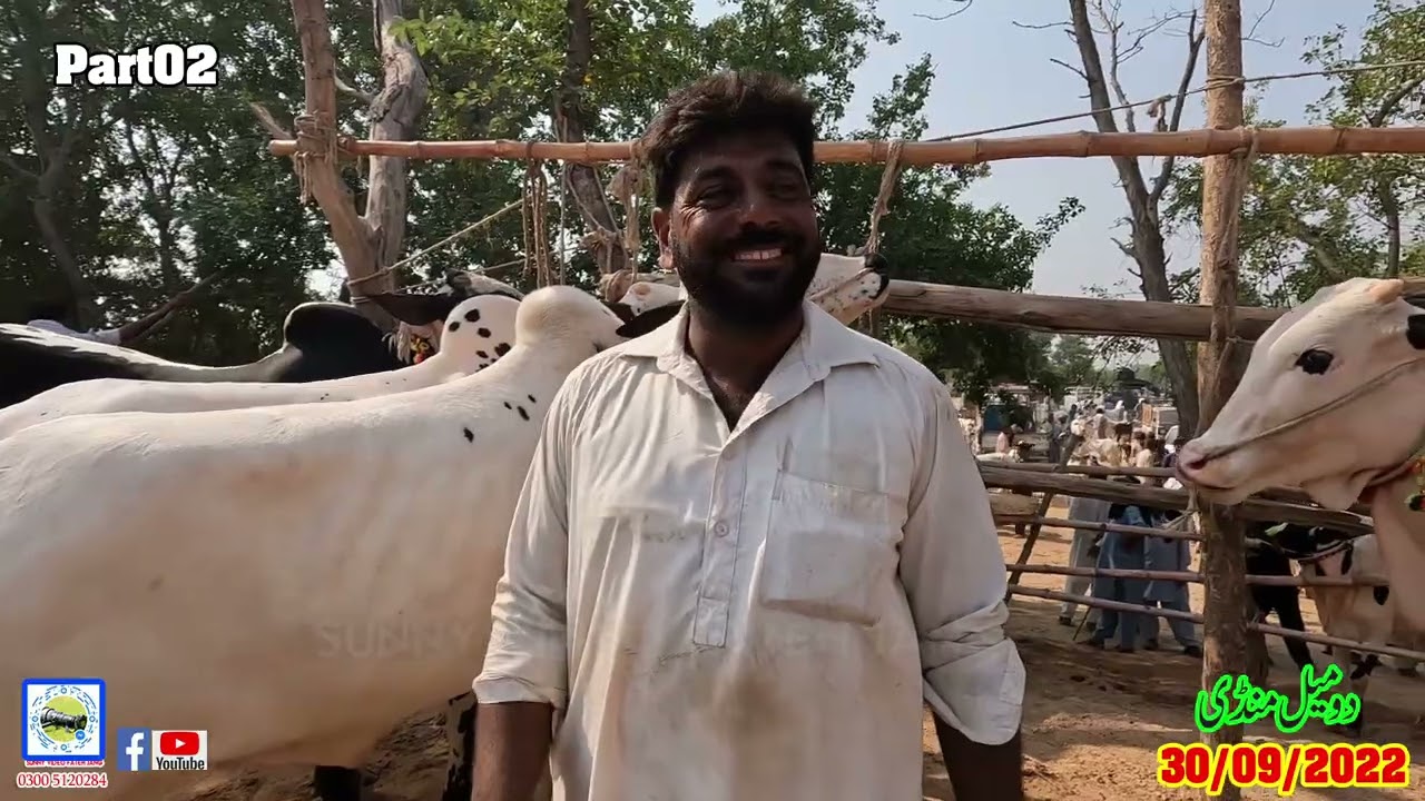 Domail Mandi  30/09/2022   Part02  (Sunny Video Fateh Jang) Dhanibulls