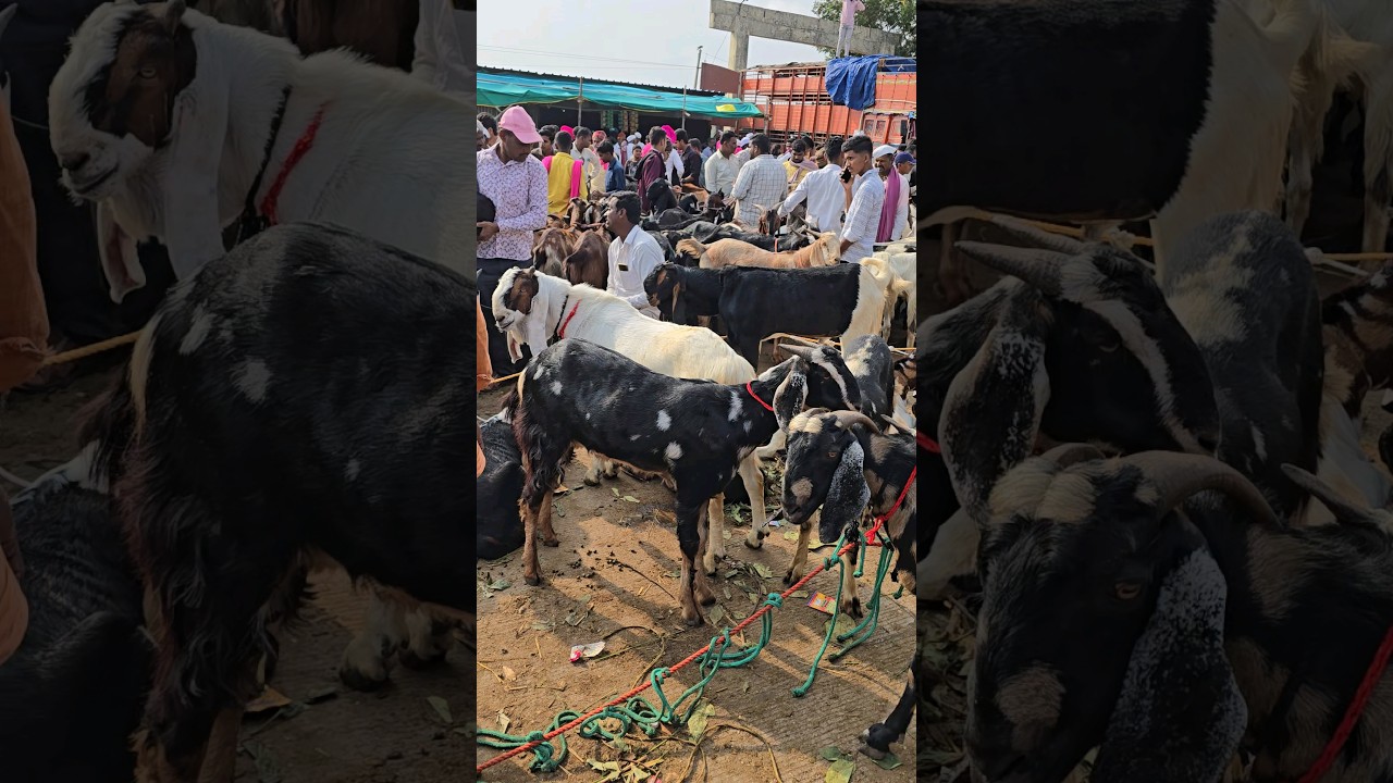 Chakan Bakra Mandi Pune #chakan #bakramandi #bakraeid #pune  #maharashtra #2024