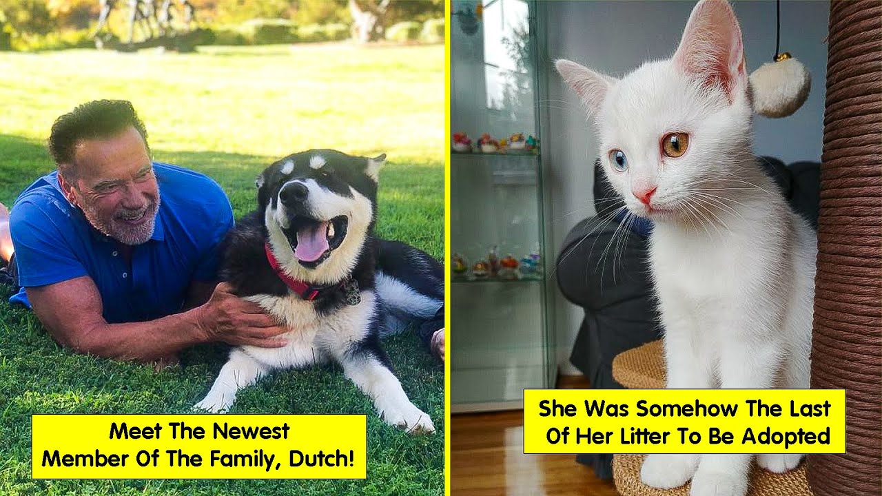 Most Wholesome Rescue Pet Photos