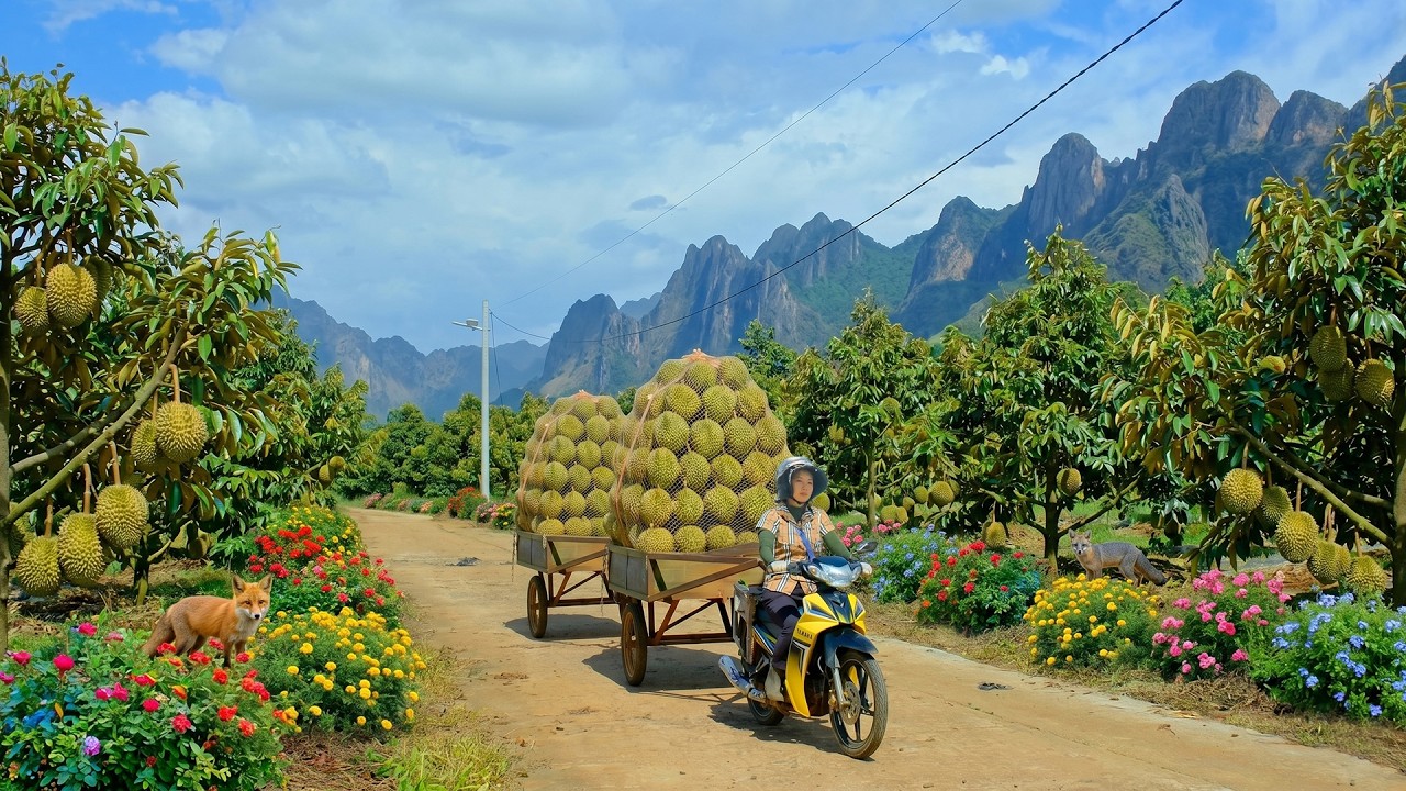 Harvest A Truckload Of Durians To Sell At The Market &ndash; Cooking, Weeding The Peanut Garden