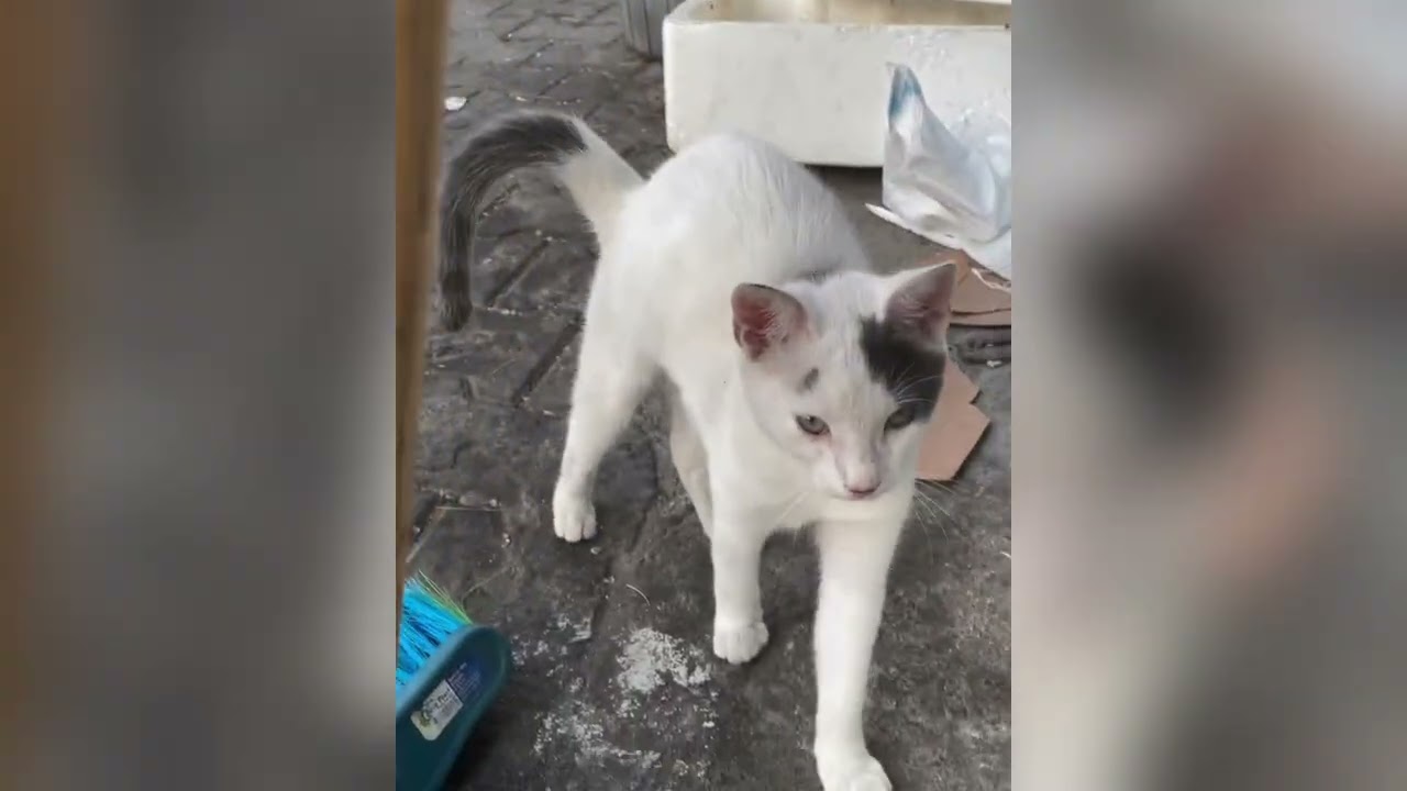Cat cat fight video 