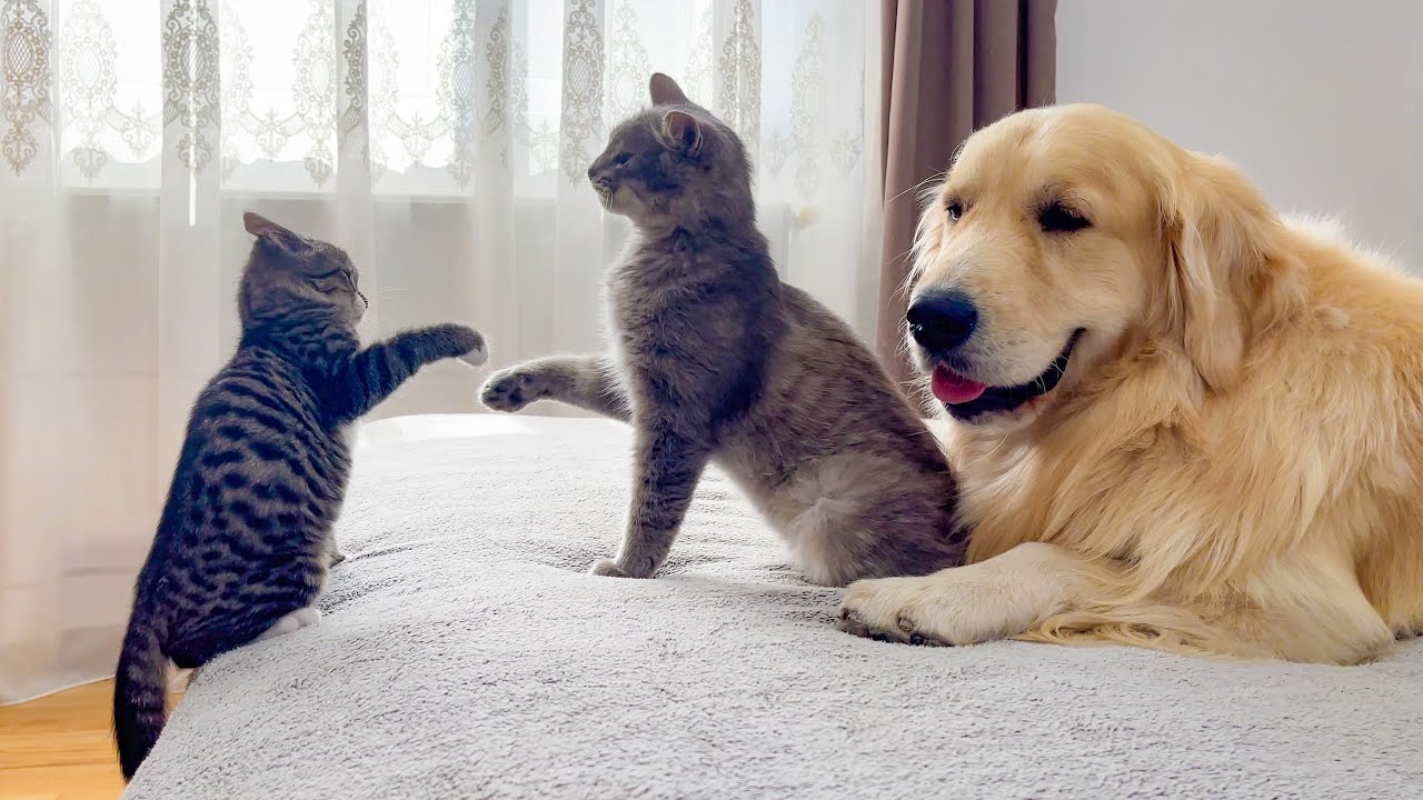 Two Kittens Battle for a Golden Retriever’s Love!