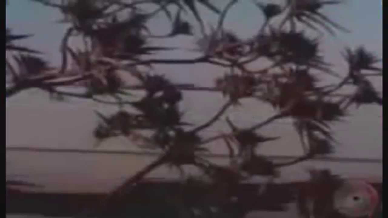 streamline - newton HD