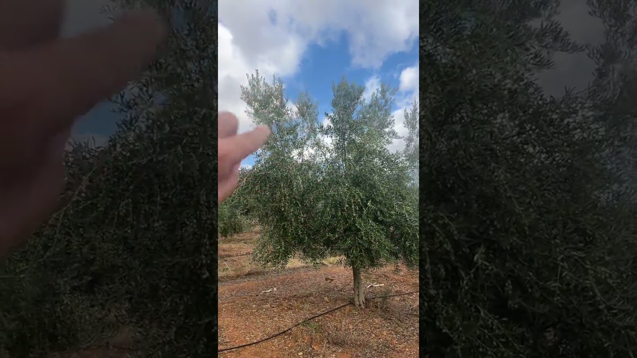 La reina de Jaén. Increíble plantación de 8 años de la variedad Picual.