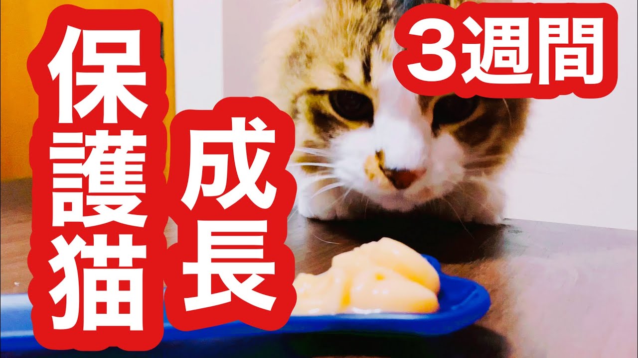 保護猫を飼って3週間ではそんなに成長は感じずやはり数ヶ月単位で育てて始めて色んな事を感じる事が出来ました。