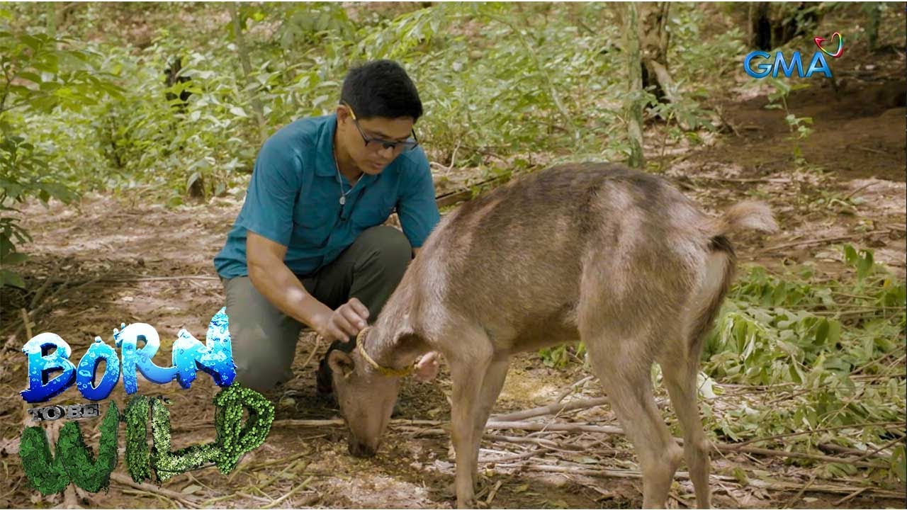 Examining the elusive Philippine Brown Deer | Born to be Wild