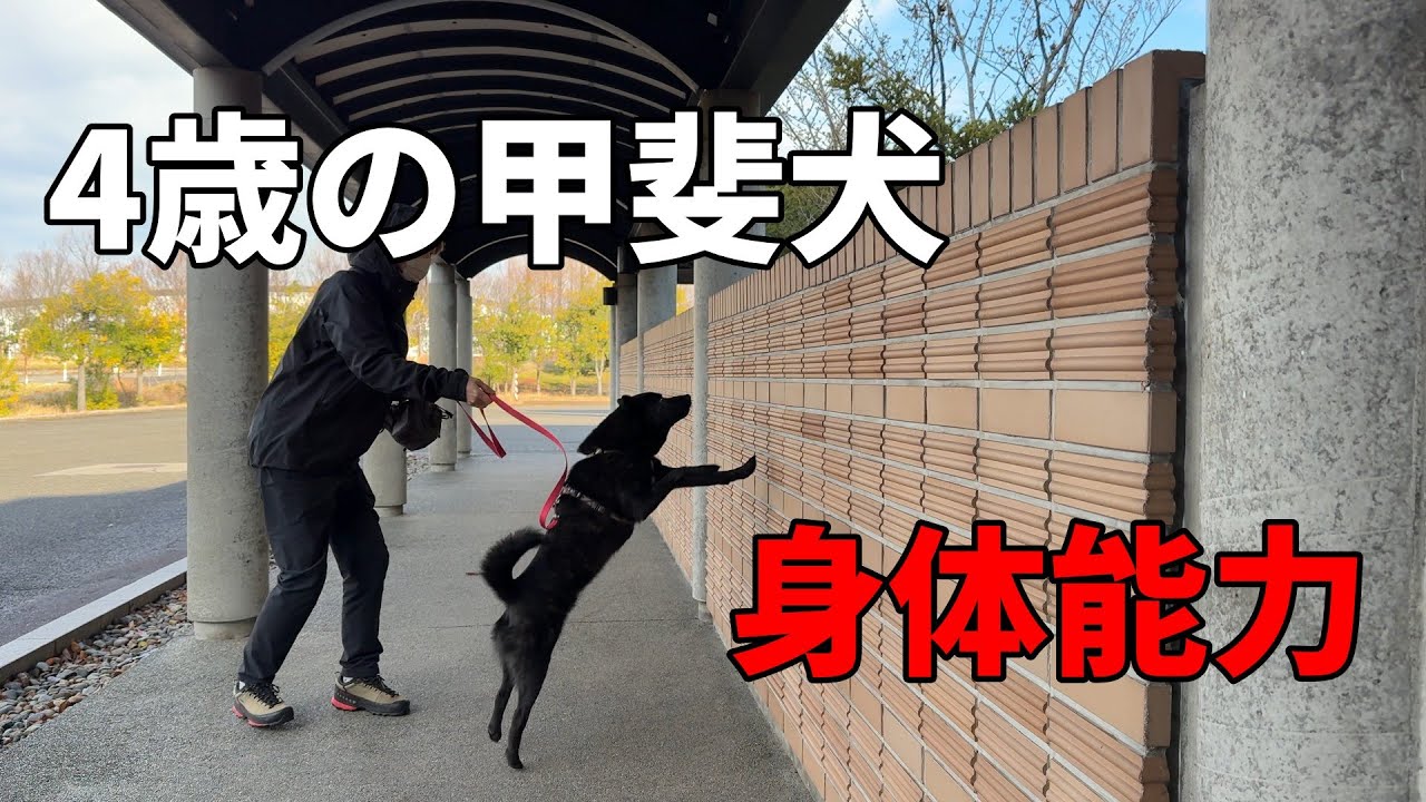 【甲斐犬】4歳の甲斐犬こんな感じ【身体能力】