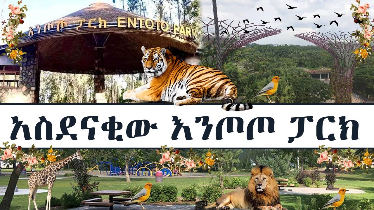 አስደናቂው እንጦጦ ፓርክ የመጀመሪያው ቪዲዮ 😮….ውስጡ ያበደ ነው ላስጎብኛችሁ::  እንዲሁም መጎብኘት ከፈለጋችሁ ማወቅ የሚገባችሁ ነገሮች 😮
