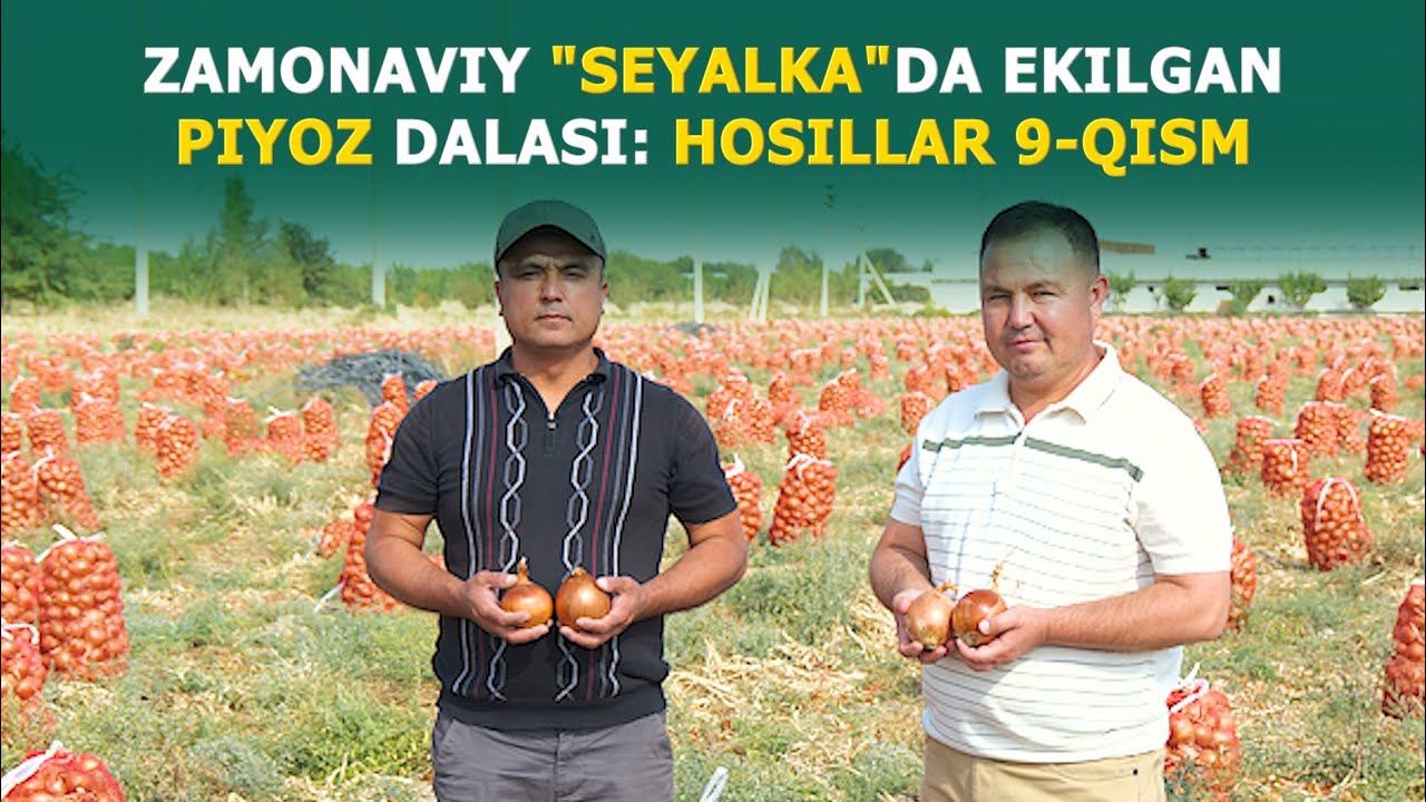 Замонавий Сеялкада экилган Пиёз 🧅🧅дала хосиллари. 9-қисм.