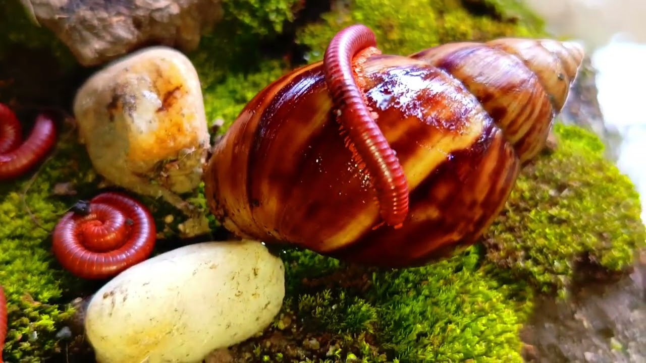 Life in Miniature : Exploring Millipede & Snail Ecosystems Up Close #millipede #TerrariumEcosystems