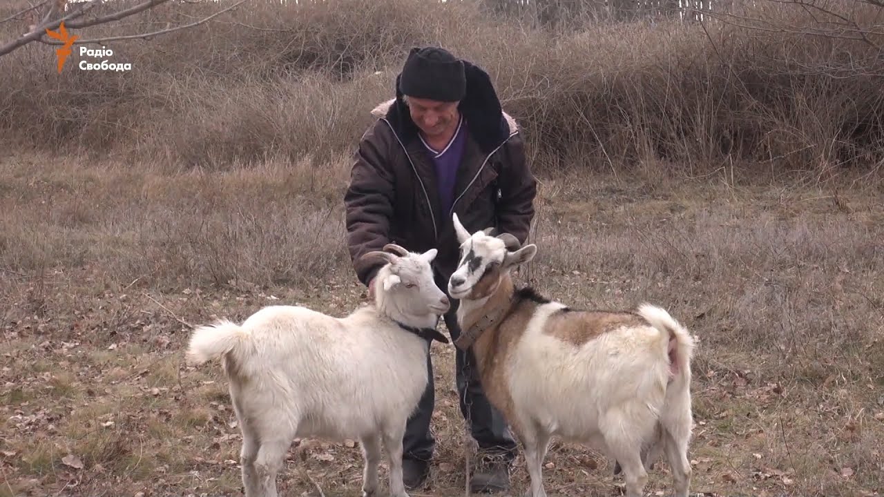 Кози допомагають виживати жителям Трьохізбенки під час обстрілів