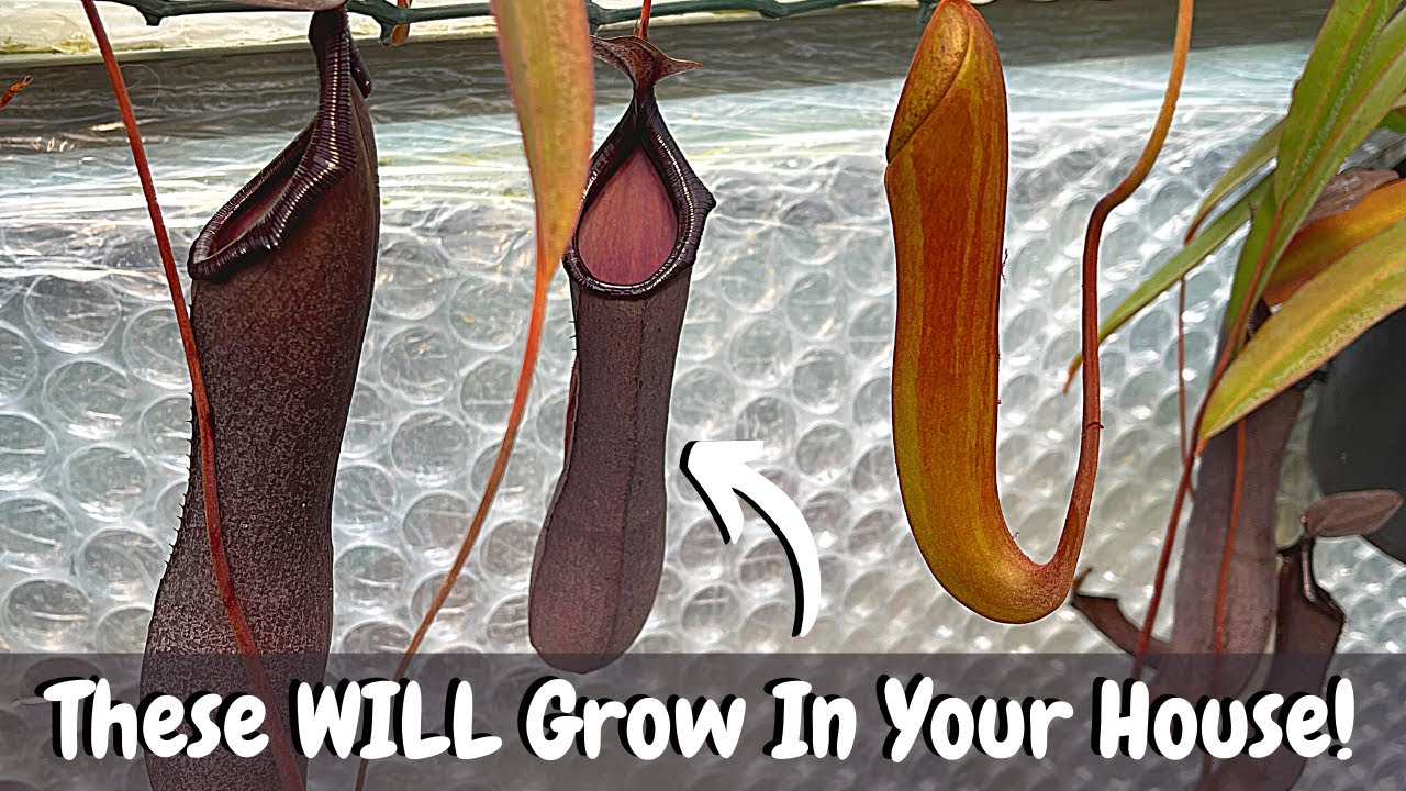 Nepenthes: WILL Grow In Your House if You DO THIS!