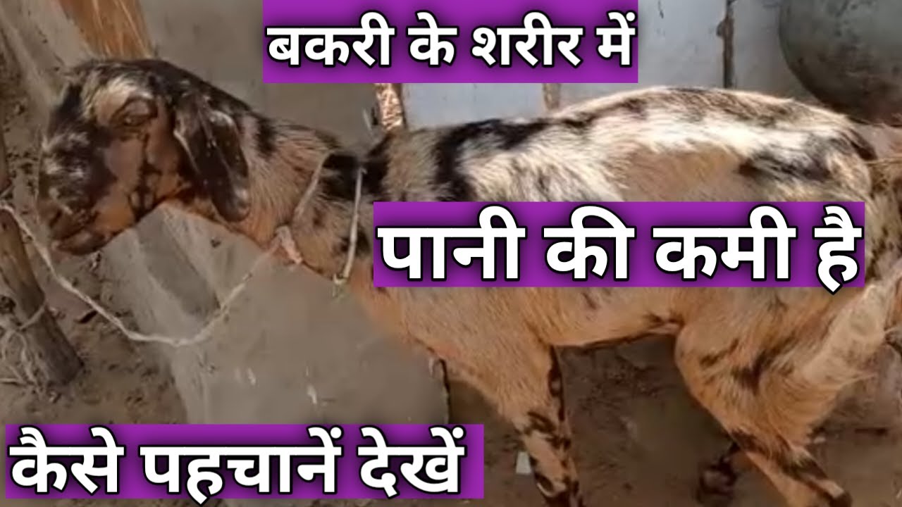 Dehydration symptoms in goat: How to detect dehydration in goat's body Goat Treatment