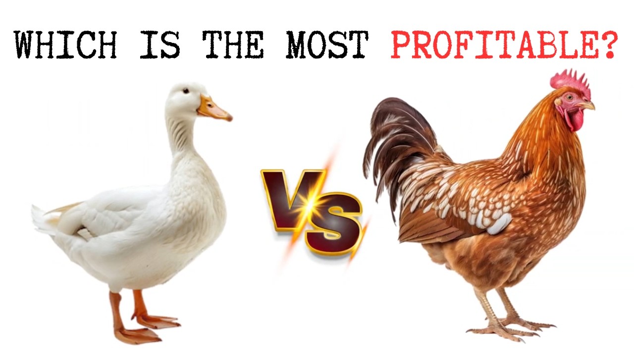 DUCKS vs CHICKENS — Which Makes More Money on a Small Farm