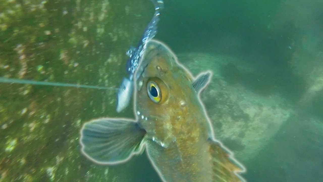 ルアーに襲いかかるメバル・タコ・カジカ！水中映像！「水の中を見てみたい4 under water fishing」