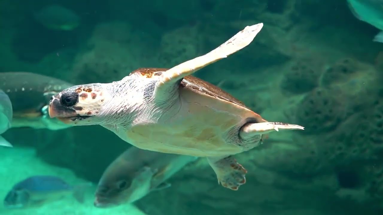 Loggerhead sea turtle