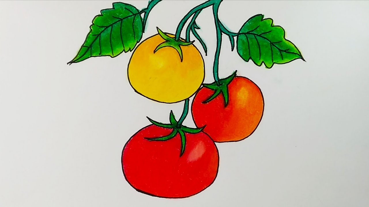 Cara menggambar buah tomat || Cara menggambar dan mewarnai buah buahan