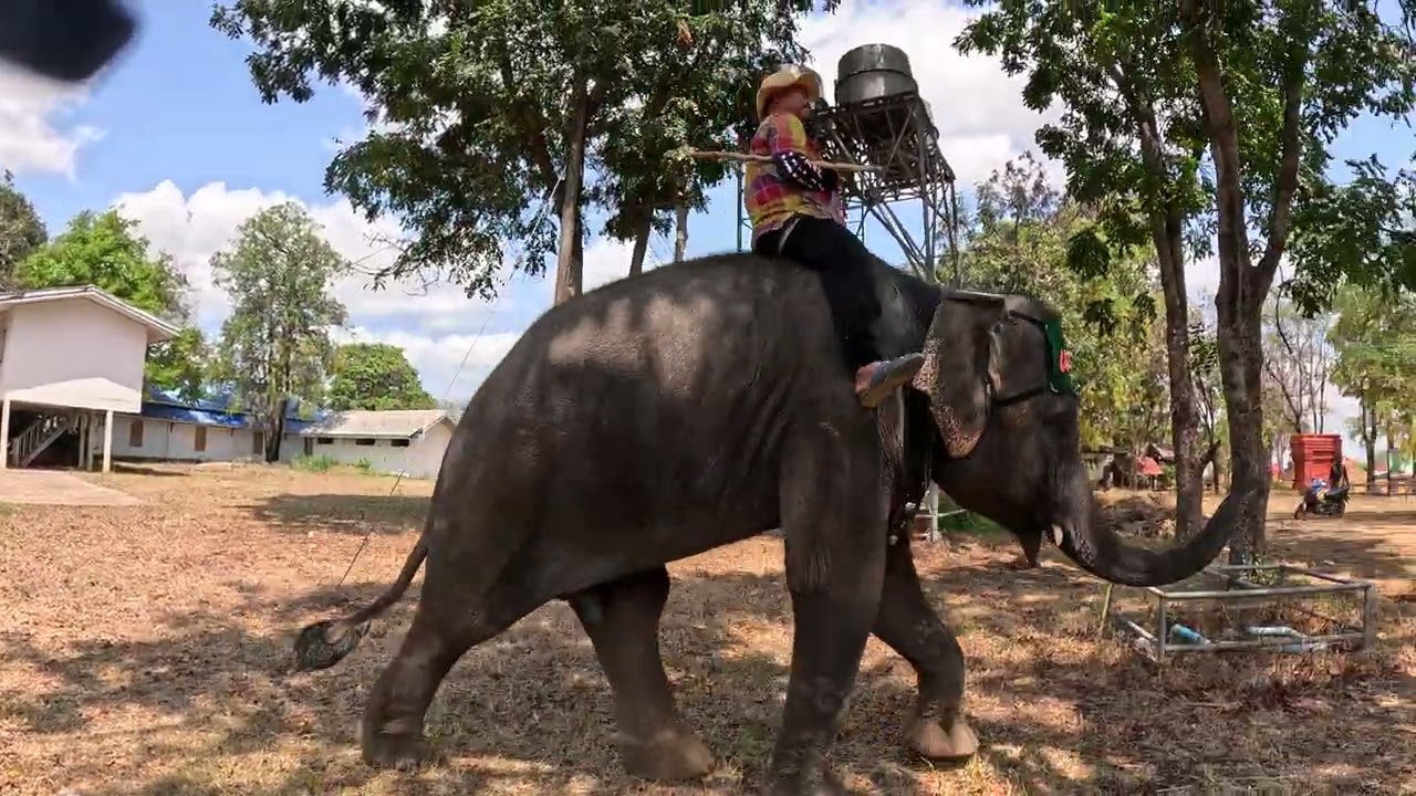 I Found The Elephants, But It Takes Courage To Approach Them.
