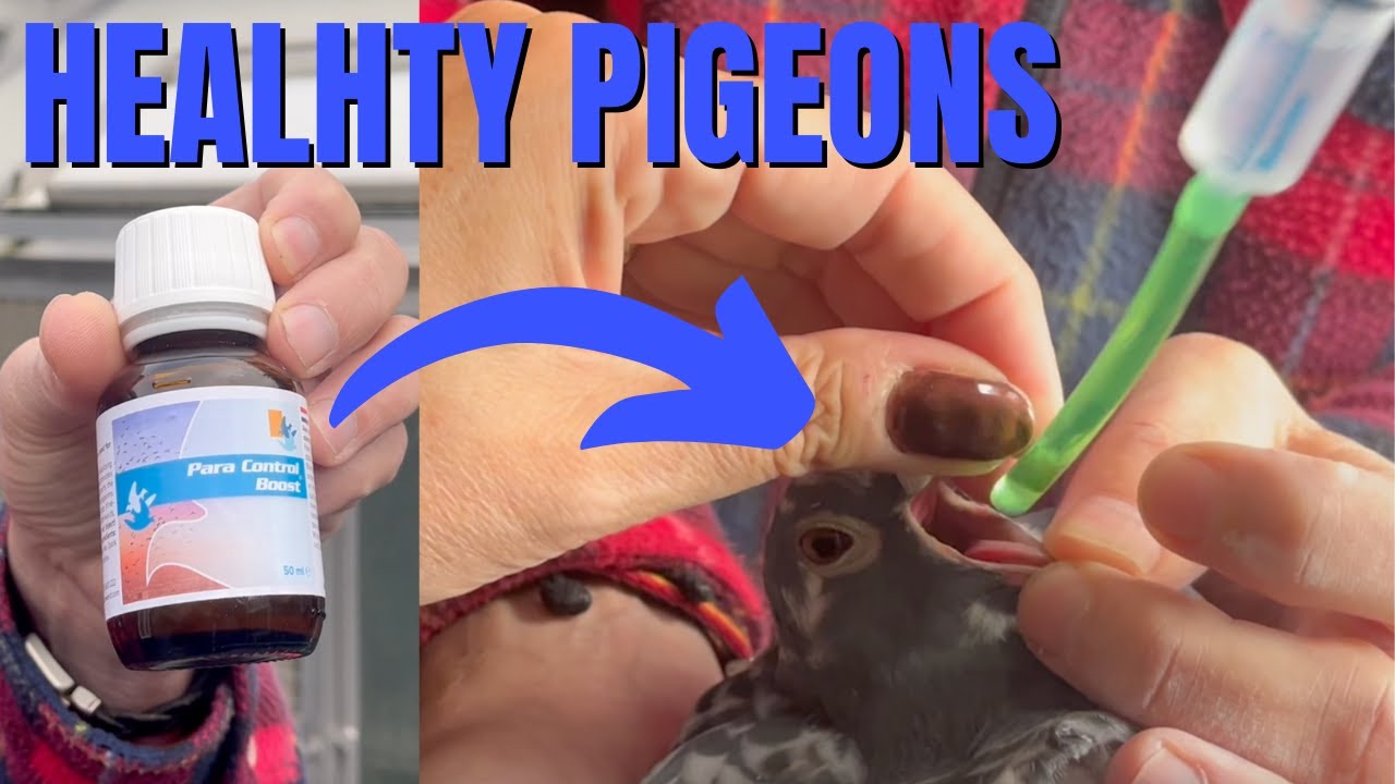 HOW TO CURE Diseases Of Racing Pigeons (TIPS & TRICKS)