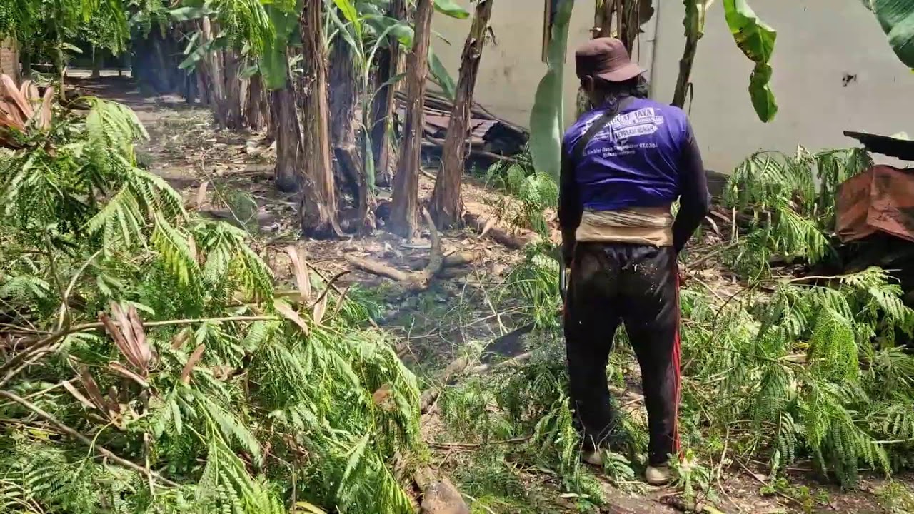 AMAZING PROCESS: TREE CUTTING MADE EASY WITH MODERN CHAINSAW! - Agriculture Tools