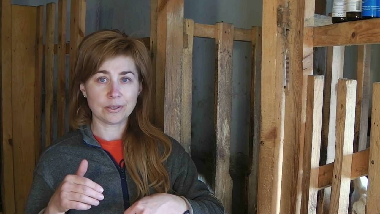 Болезни коз. Тимпания ( вздутие) у коз. Остановка рубца.