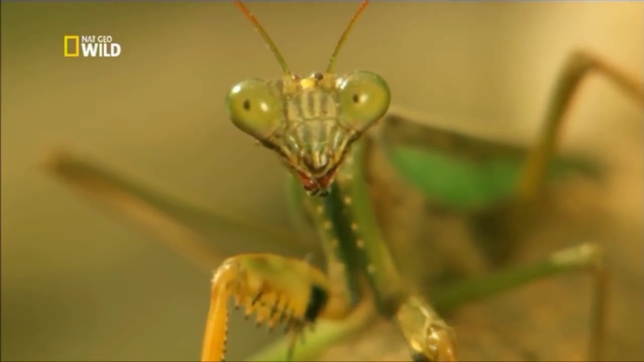 Savaş&ccedil;ı B&ouml;cekler Hızlı Hayvanlar T&uuml;rk&ccedil;e Belgesel