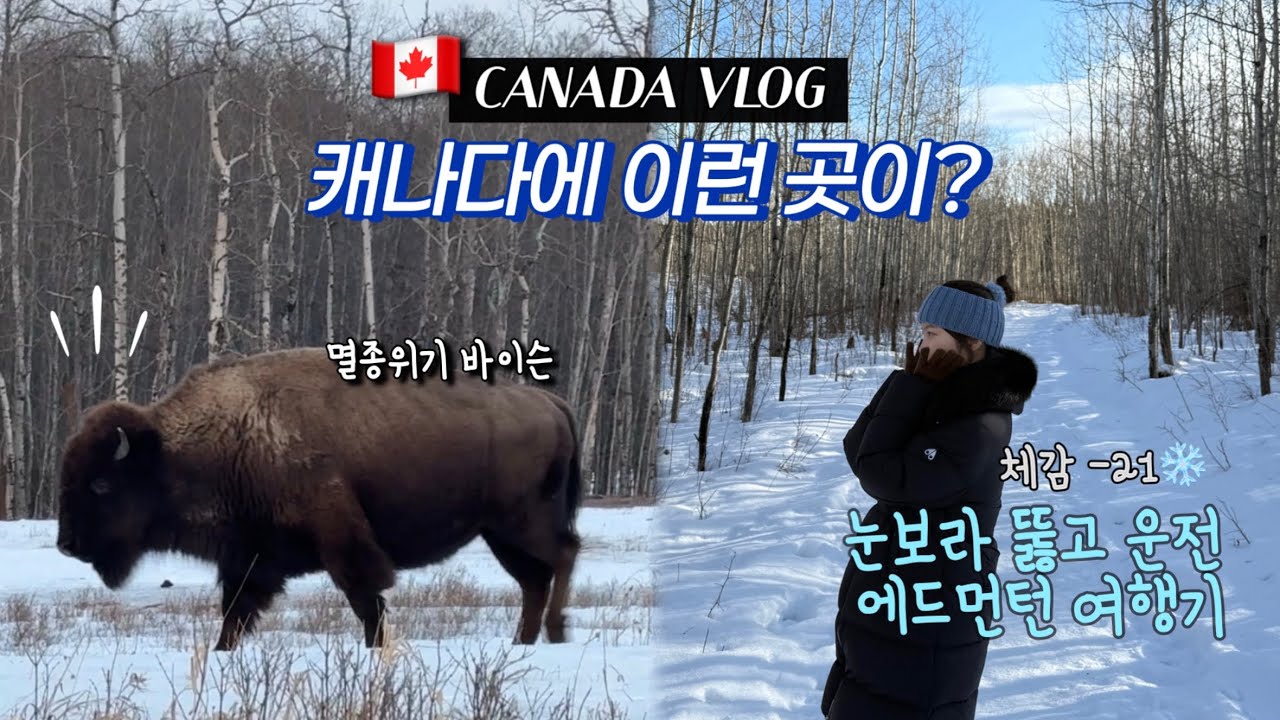 노잼도시라던 에드먼턴? 체감 -21도 스노우스톰 로드트립 | 드럼헬러·엘크아일랜드·WEM