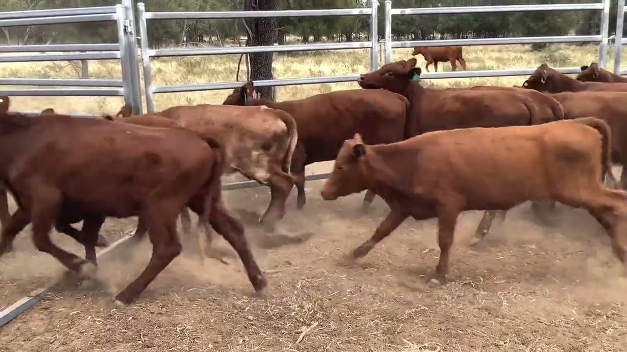 Petrie Ss Hfrs 
