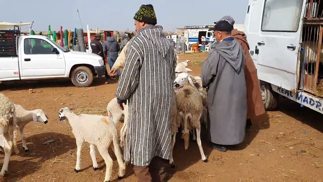 أثمنة الغنم والبقر والخضر واللحوم والسمك سوق صوريا مكناس اليوم الأربعاء