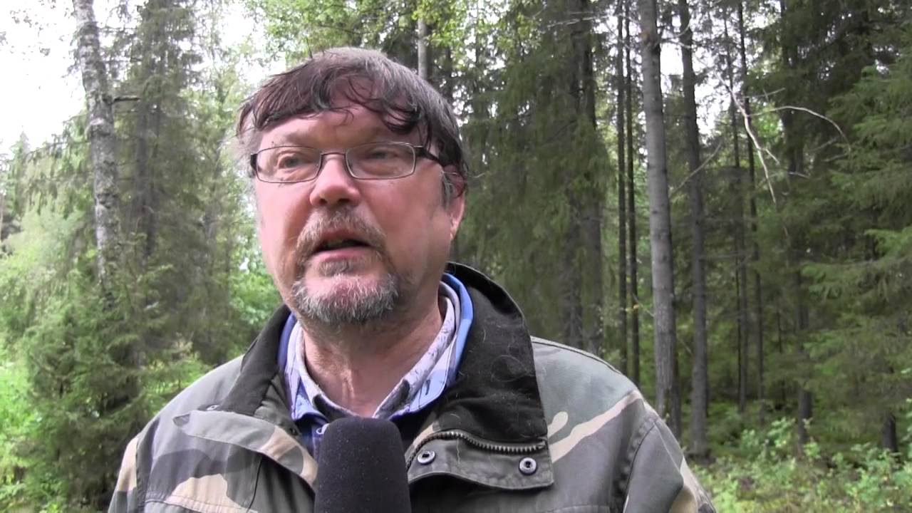 Kuivaaminen on hyvä tapa säilöä sienet talveksi