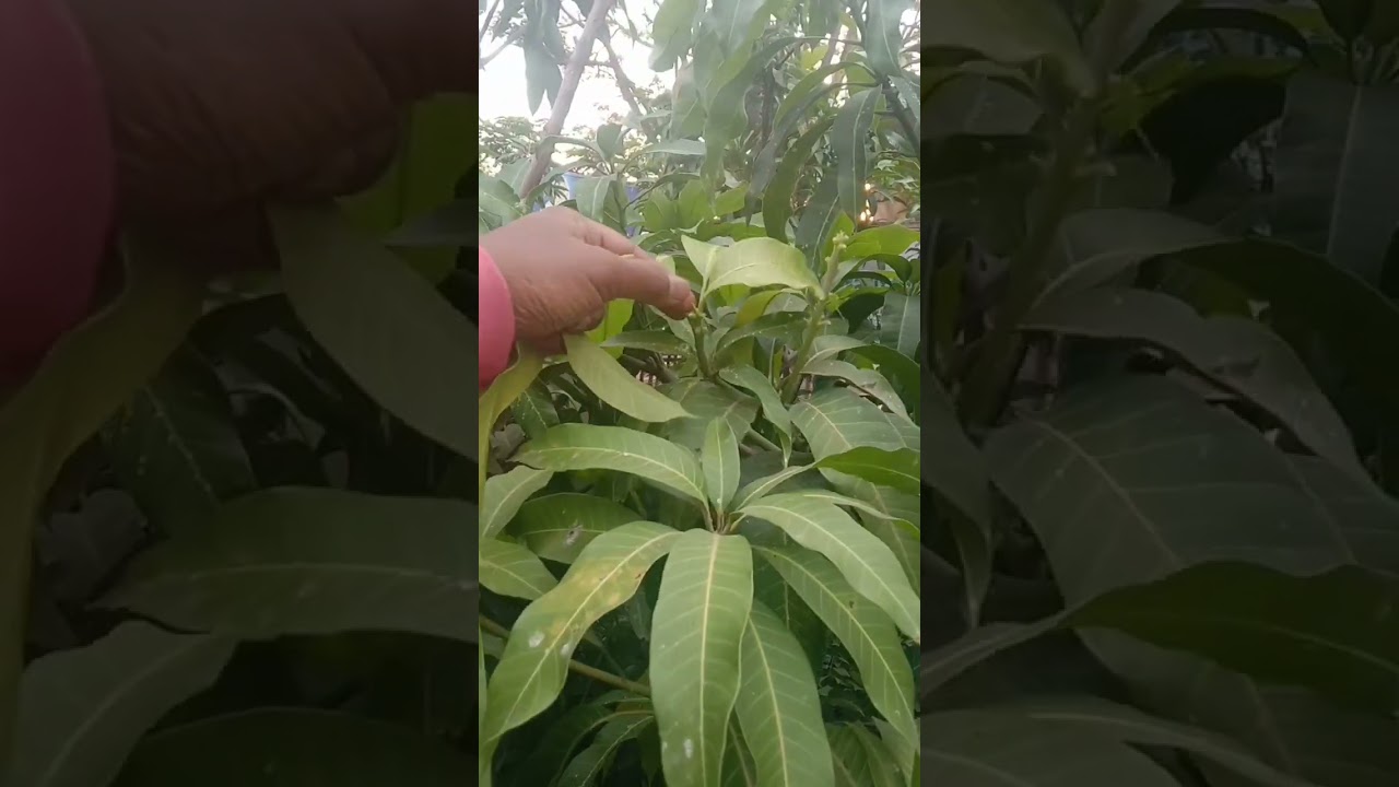 Cara membuahkan mangga ketika trubus daun muda kita potes #membuahkan mangga