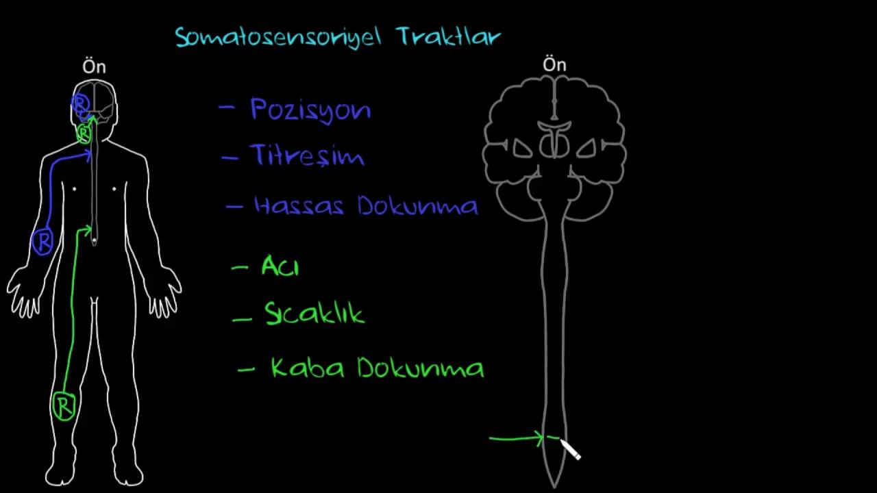 Somatosensoriyel Traktlar (Sağlık ve Tıp) (Sinir Sistemi Fizyolojisi) (Psikoloji / Davranış)