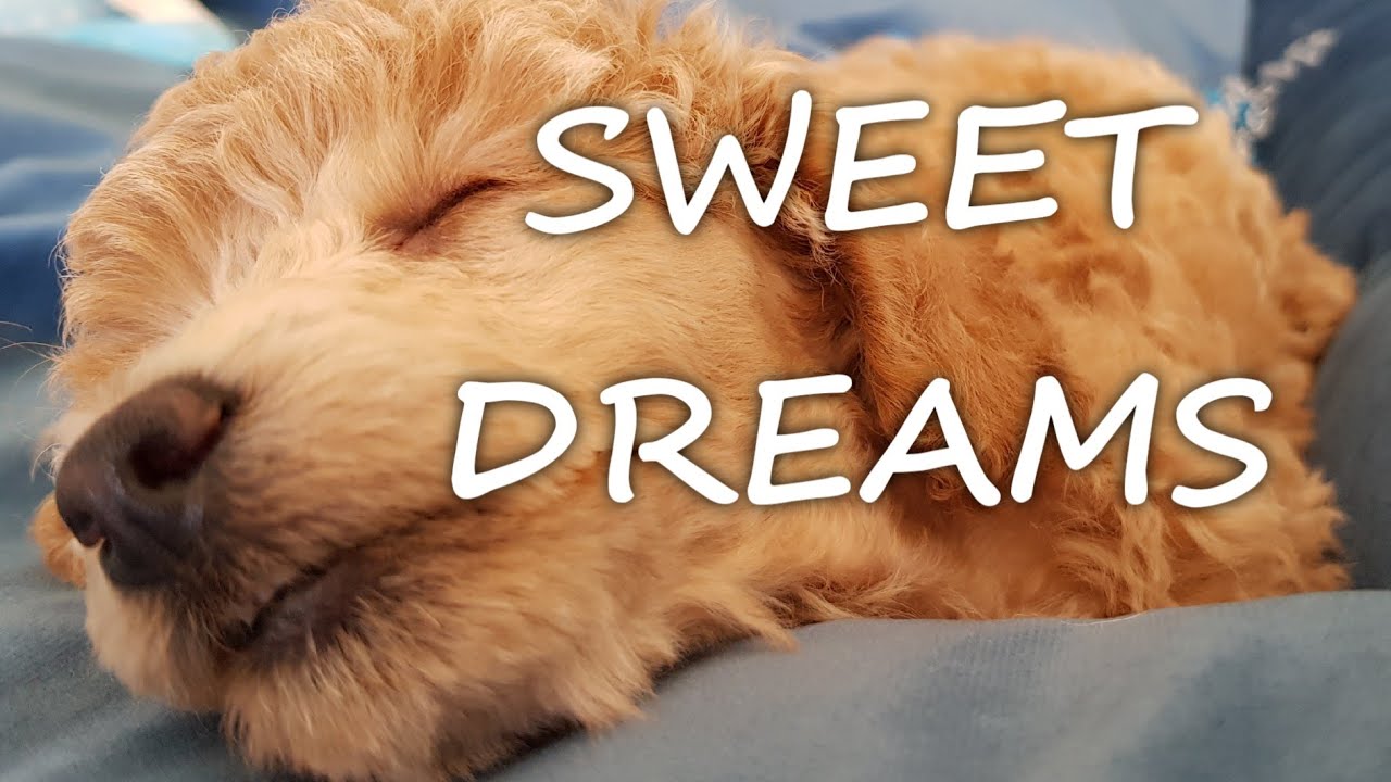 Cute MINIATURE POODLE🐩 & PUG🐕 before and after 🛌 sleep!