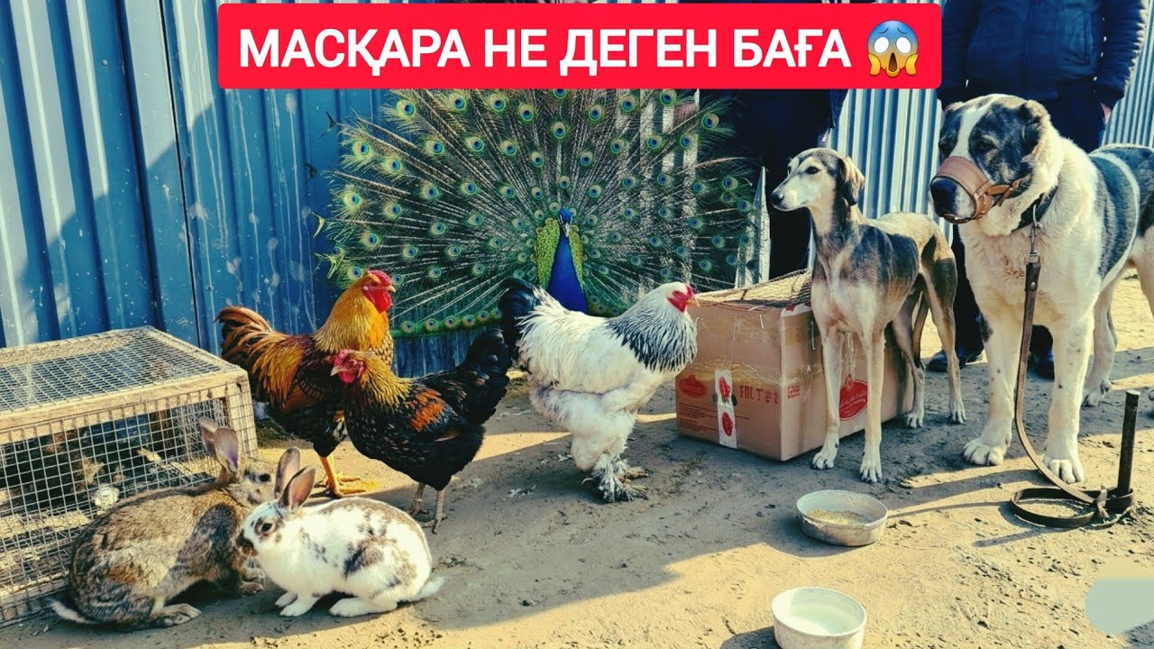 Кызылорде — сколько стоят куры и породистые псы?