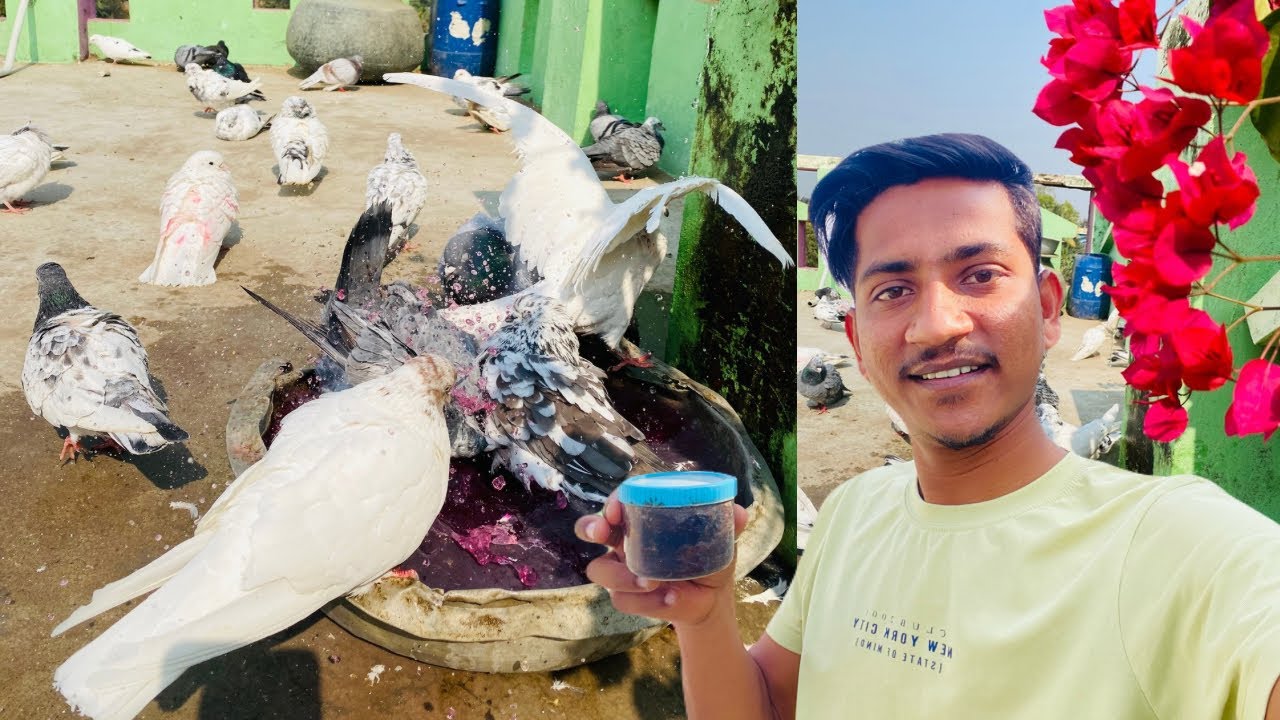 Thand Ke Mausam mein Kabootar ko kaise Nehlaye 🥶🥶 Pigeon Care In Winter Season 