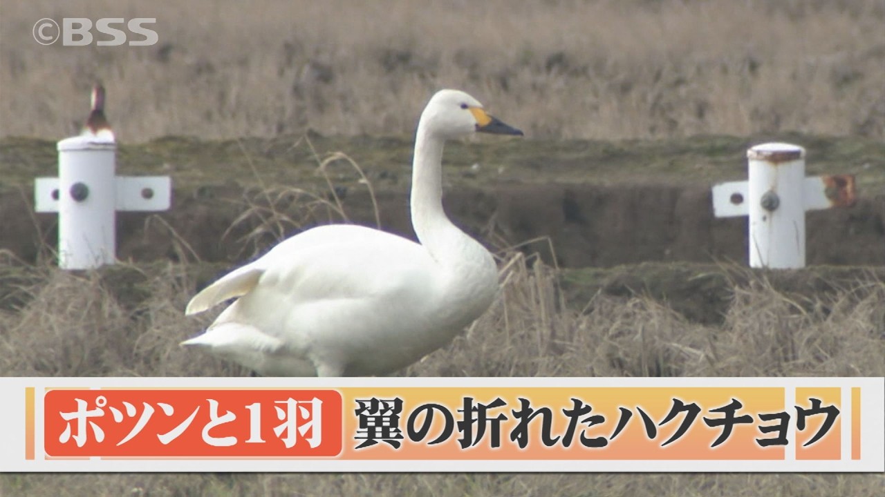 ポツンと田んぼに１羽のコハクチョウ　翼をけがして北帰行できず&hellip;どうなる？