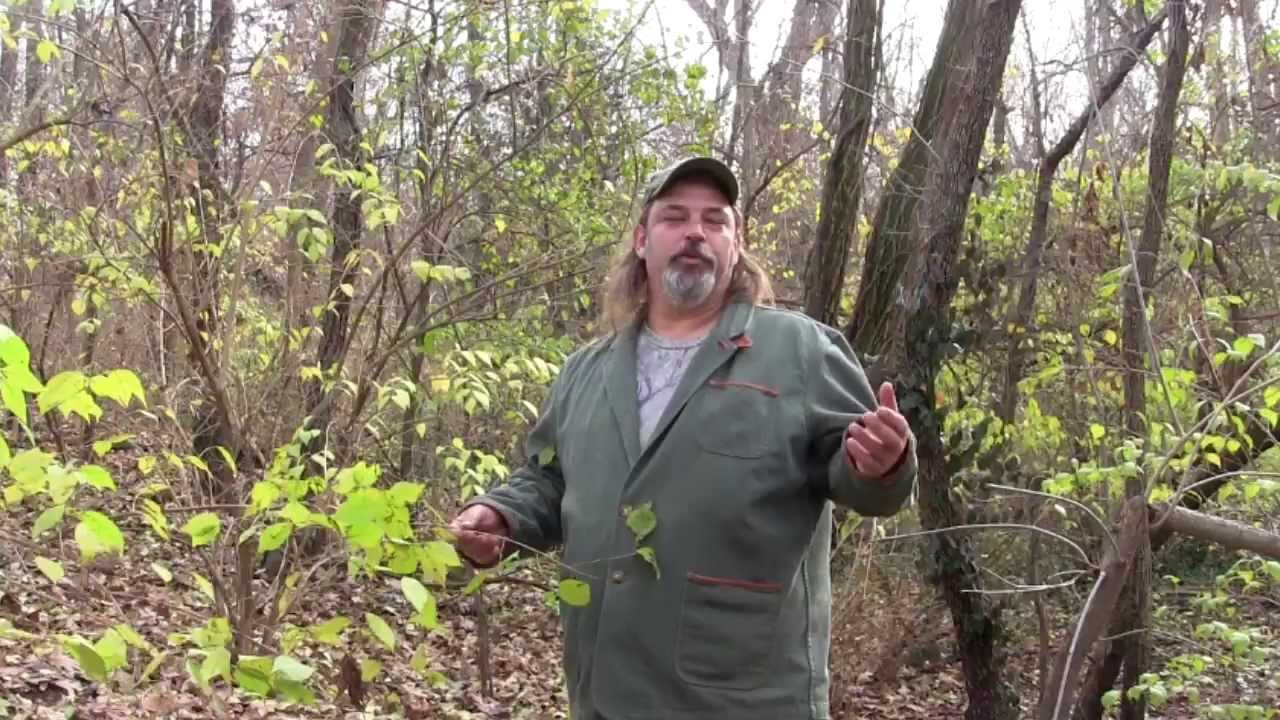 Invasive species: Bush honeysuckle
