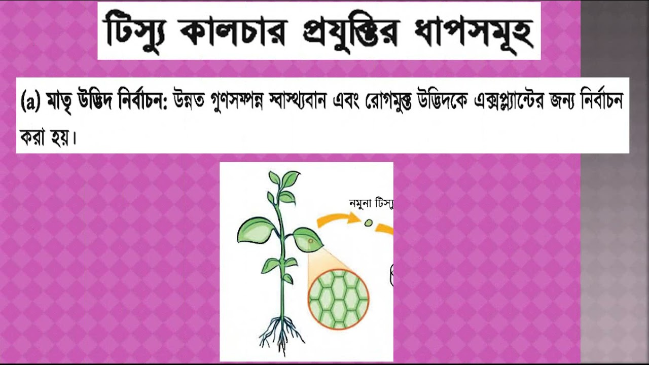 টিস্যু কালচার পদ্ধতি (process of tissue culture)
