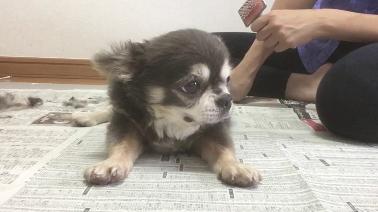 ラズおじさん73 なかなか終われないチョキチョキタイム