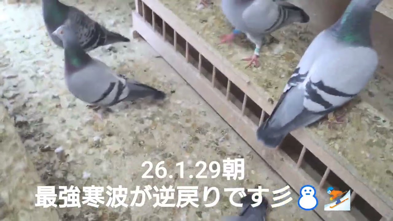 最強寒波が逆戻りです⛄️❄️