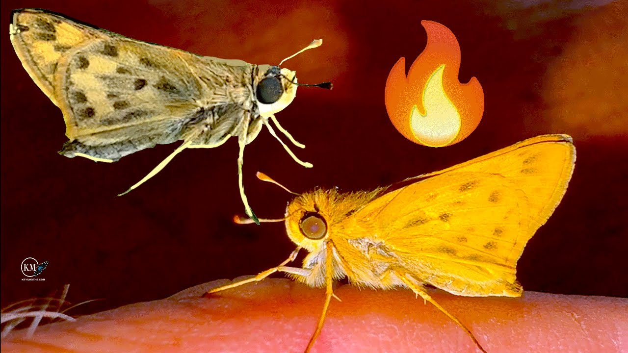 BREEDING FIERY SKIPPER BUTTERFLIES Hylephila phyleus! PART 2   THEY ARE EMERGING!